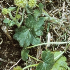 Hydrocotyle laxiflora (Stinking Pennywort) at Brogo, NSW - 23 Oct 1996 by BettyDonWood