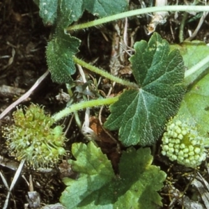 Hydrocotyle laxiflora at Brogo, NSW - 23 Oct 1996