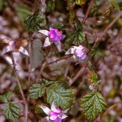 Rubus parvifolius (Native Raspberry) at Brogo, NSW - 23 Oct 1996 by BettyDonWood