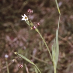 Sisyrinchium rosulatum (Scourweed) at Brogo, NSW - 23 Oct 1996 by BettyDonWood