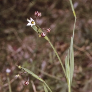 Sisyrinchium rosulatum at Brogo, NSW - 23 Oct 1996