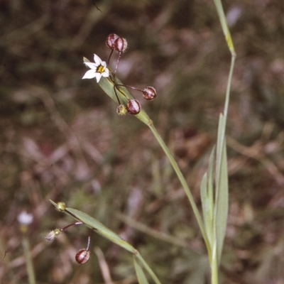 Sisyrinchium rosulatum (Scourweed) at Brogo, NSW - 22 Oct 1996 by BettyDonWood