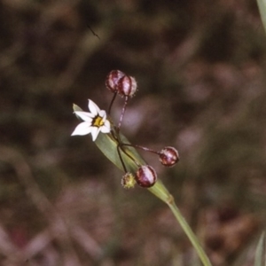 Sisyrinchium rosulatum at Brogo, NSW - 23 Oct 1996
