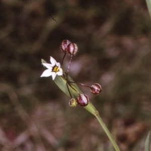 Sisyrinchium rosulatum at Brogo, NSW - 23 Oct 1996 12:00 AM