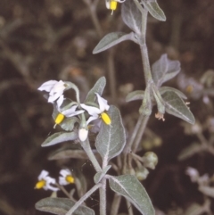 Solanum chenopodioides (Whitetip Nightshade) at Brogo, NSW - 22 Oct 1996 by BettyDonWood