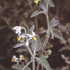 Solanum chenopodioides (Whitetip Nightshade) at Brogo, NSW - 23 Oct 1996 by BettyDonWood