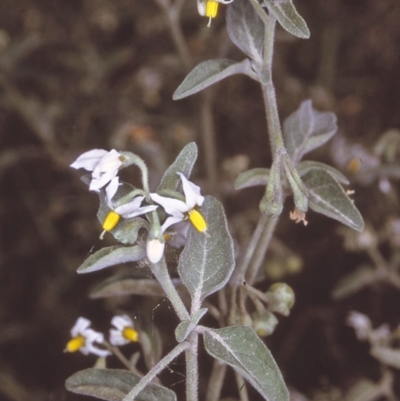 Solanum chenopodioides (Whitetip Nightshade) at Brogo, NSW - 23 Oct 1996 by BettyDonWood