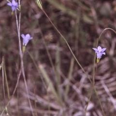 Wahlenbergia gracilis (Australian Bluebell) at Brogo, NSW - 22 Oct 1996 by BettyDonWood