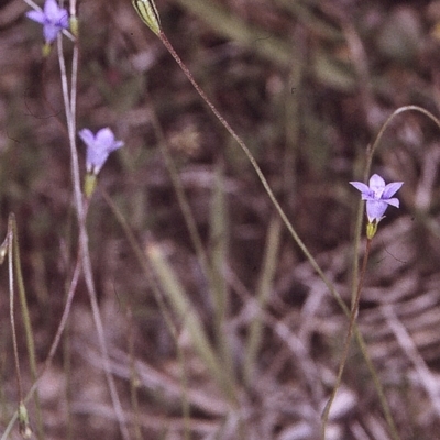 Wahlenbergia gracilis (Australian Bluebell) at Brogo, NSW - 22 Oct 1996 by BettyDonWood