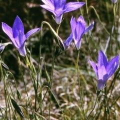 Wahlenbergia stricta subsp. stricta (Tall Bluebell) at Brogo, NSW - 23 Oct 1996 by BettyDonWood