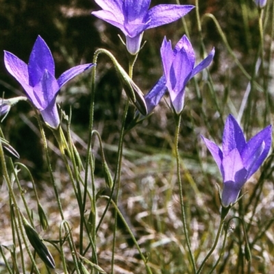 Wahlenbergia stricta subsp. stricta (Tall Bluebell) at Brogo, NSW - 22 Oct 1996 by BettyDonWood