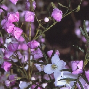 Boronia muelleri at Nadgee, NSW - 18 Oct 1996