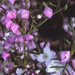 Boronia muelleri (Pink Boronia) at Nadgee Nature Reserve - 17 Oct 1996 by BettyDonWood