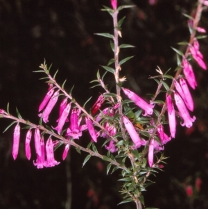 Epacris impressa at Nadgee, NSW - 6 Jul 1996 12:00 AM