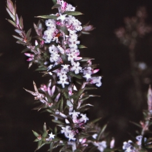 Leucopogon ericoides at Nadgee, NSW - 6 Jul 1996