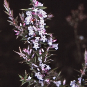 Styphelia ericoides at Nadgee, NSW - 6 Jul 1996 12:00 AM