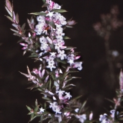 Leucopogon ericoides (Pink Beard-Heath) at Nadgee Nature Reserve - 5 Jul 1996 by BettyDonWood