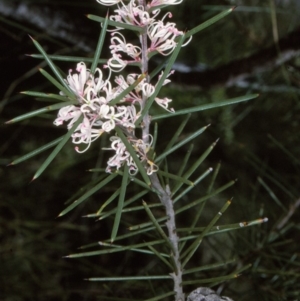 Hakea decurrens subsp. platytaenia at suppressed - 6 Jul 1996