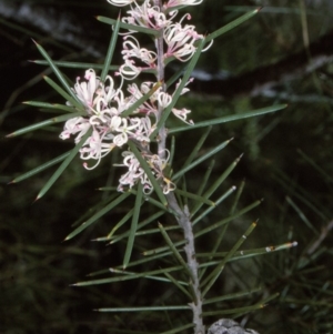 Hakea decurrens subsp. platytaenia at suppressed - suppressed