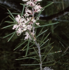 Hakea decurrens subsp. platytaenia (Coast Needlewood) at Nadgee Nature Reserve - 5 Jul 1996 by BettyDonWood