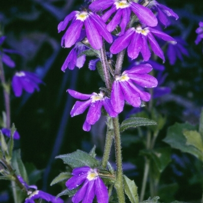 Scaevola aemula (Common Fan-flower) at Brogo, NSW - 23 Oct 1996 by BettyDonWood