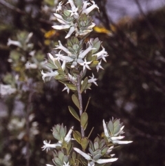 Brachyloma daphnoides (Daphne Heath) at Nadgee, NSW - 8 Dec 1996 by BettyDonWood