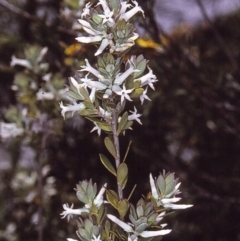 Brachyloma daphnoides (Daphne Heath) at Nadgee, NSW - 9 Dec 1996 by BettyDonWood