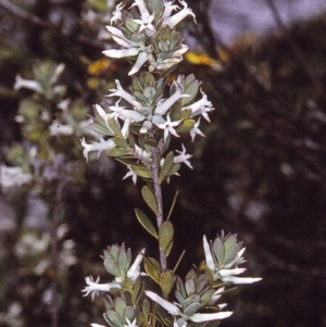 Brachyloma daphnoides at Nadgee, NSW - 9 Dec 1996