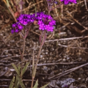 Verbena rigida var. rigida at undefined - 23 Oct 1996