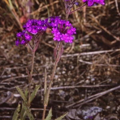 Verbena rigida var. rigida (Veined Verbena) at Undefined - 23 Oct 1996 by BettyDonWood