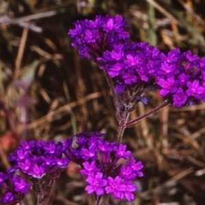 Verbena rigida var. rigida at undefined - 23 Oct 1996