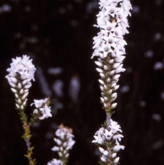 Epacris microphylla (Coral Heath) at Nadgee, NSW - 9 Dec 1996 by BettyDonWood