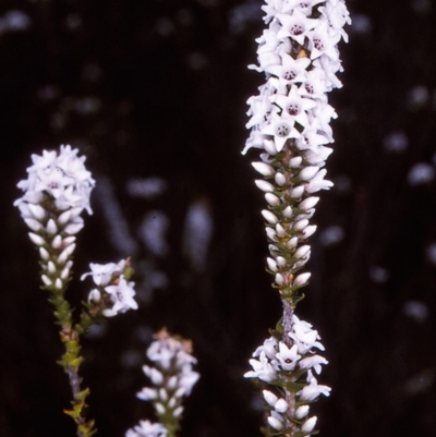Epacris microphylla (Coral Heath) at Nadgee State Forest - 8 Dec 1996 by BettyDonWood