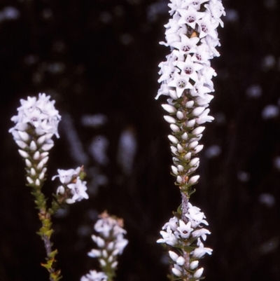 Epacris microphylla (Coral Heath) at Nadgee, NSW - 9 Dec 1996 by BettyDonWood
