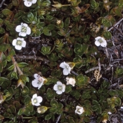 Mitrasacme pilosa (Hairy Mitrewort) at Nadgee, NSW - 9 Dec 1996 by BettyDonWood