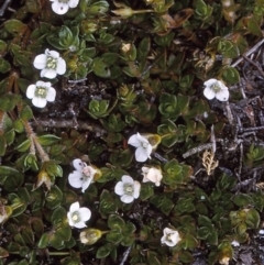 Mitrasacme pilosa (Hairy Mitrewort) at Nadgee State Forest - 8 Dec 1996 by BettyDonWood