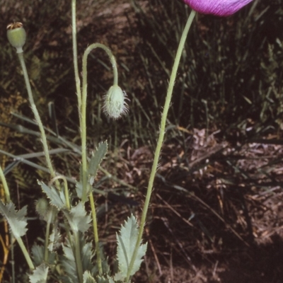 Papaver somniferum (Opium Poppy) at Brogo, NSW - 23 Oct 1996 by BettyDonWood