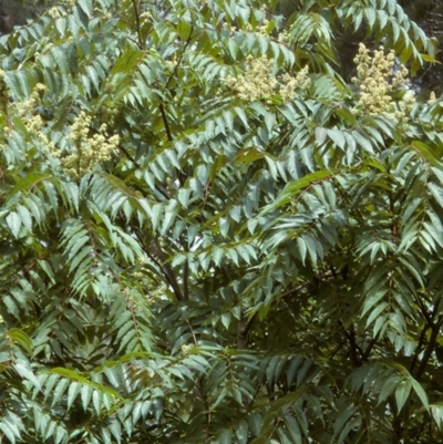 Ailanthus altissima (Tree-of-Heaven) at Brogo, NSW - 30 Dec 1996 by BettyDonWood