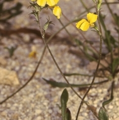 Goodenia bellidifolia subsp. bellidifolia (Daisy Goodenia) at East Boyd State Forest - 28 Jan 1996 by BettyDonWood