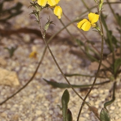 Goodenia bellidifolia subsp. bellidifolia (Daisy Goodenia) at East Boyd State Forest - 28 Jan 1996 by BettyDonWood