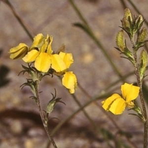 Goodenia bellidifolia subsp. bellidifolia at East Boyd State Forest - 28 Jan 1996
