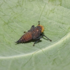 Cicadellidae (family) at Acton, ACT - 23 Dec 2018