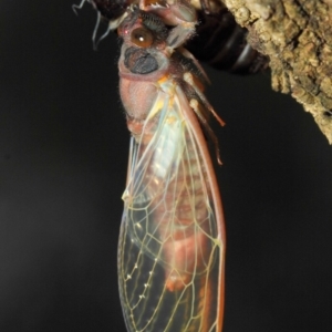 Yoyetta sp. (genus) at Hackett, ACT - 23 Dec 2018