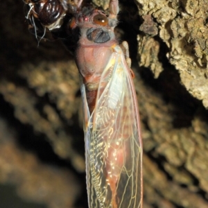 Yoyetta sp. (genus) at Hackett, ACT - 23 Dec 2018