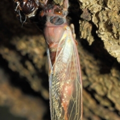 Yoyetta sp. (genus) at Hackett, ACT - 23 Dec 2018