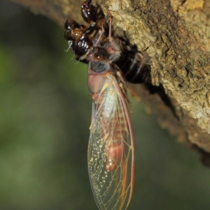 Yoyetta sp. (genus) at Hackett, ACT - 23 Dec 2018