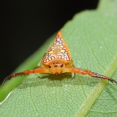 Arkys walckenaeri (Triangle spider) at Acton, ACT - 23 Dec 2018 by TimL