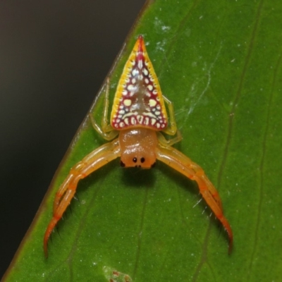 Arkys walckenaeri (Triangle spider) at Acton, ACT - 23 Dec 2018 by TimL