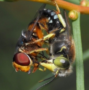 Bembix sp. (genus) at Hackett, ACT - 23 Dec 2018