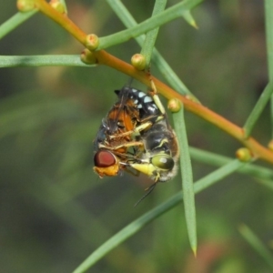 Bembix sp. (genus) at Hackett, ACT - 23 Dec 2018 12:30 PM